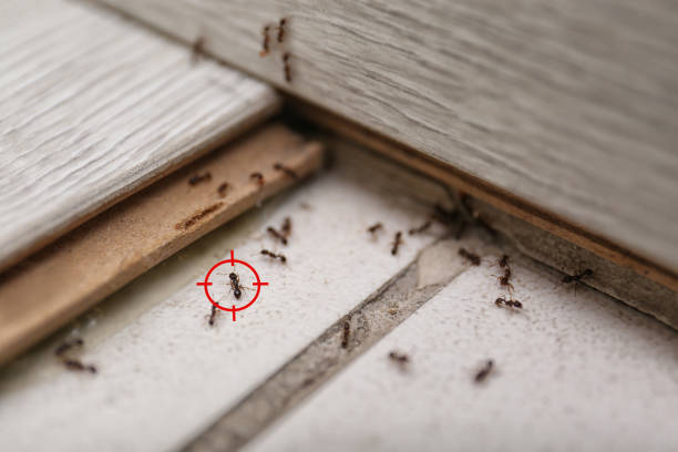 Best Cockroach Control Services  in Norton, VA