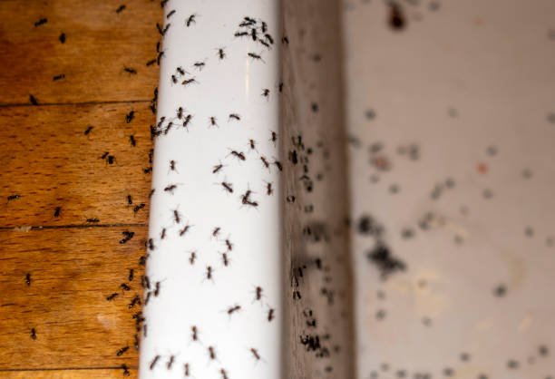 Reliable Norton, VA Pest Control Solutions
