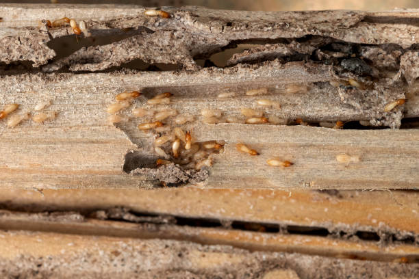 Best Pest Control Near Me in Norton, VA